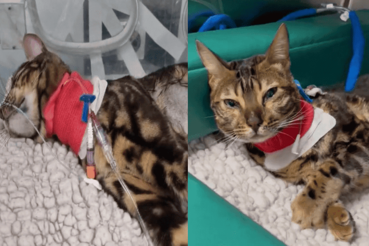 kot przezyl smierc kliniczna