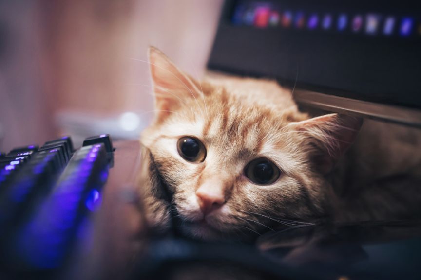 streamerka rzucała kotem