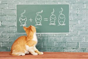 kot gotowy na jesień