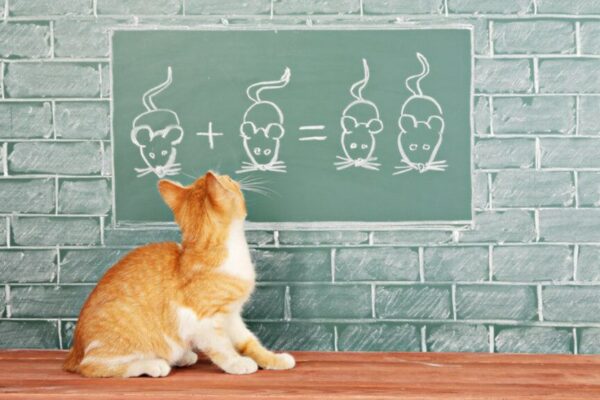 kot gotowy na jesień