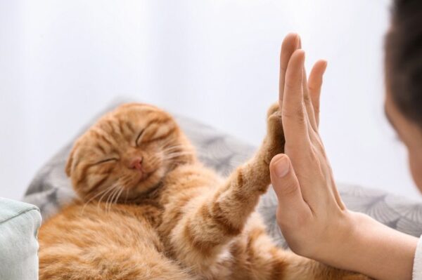 Jak nauczyć kota przybijać piątkę?