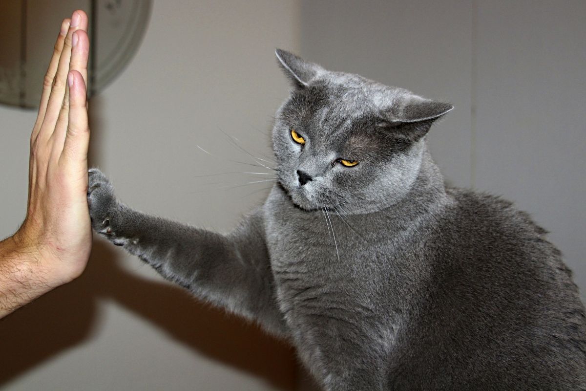 kot przybija piątkę