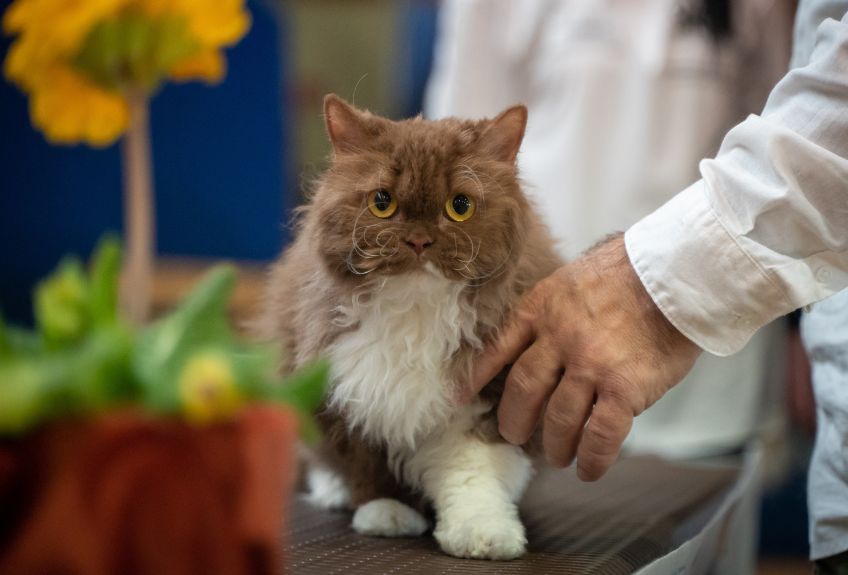 kot rasy selkirk rex