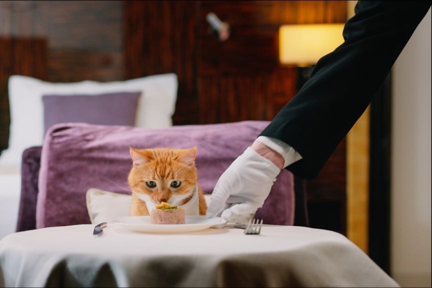 dania inspirowane kocimi