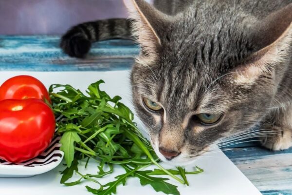 czy koty moga jesc rukole