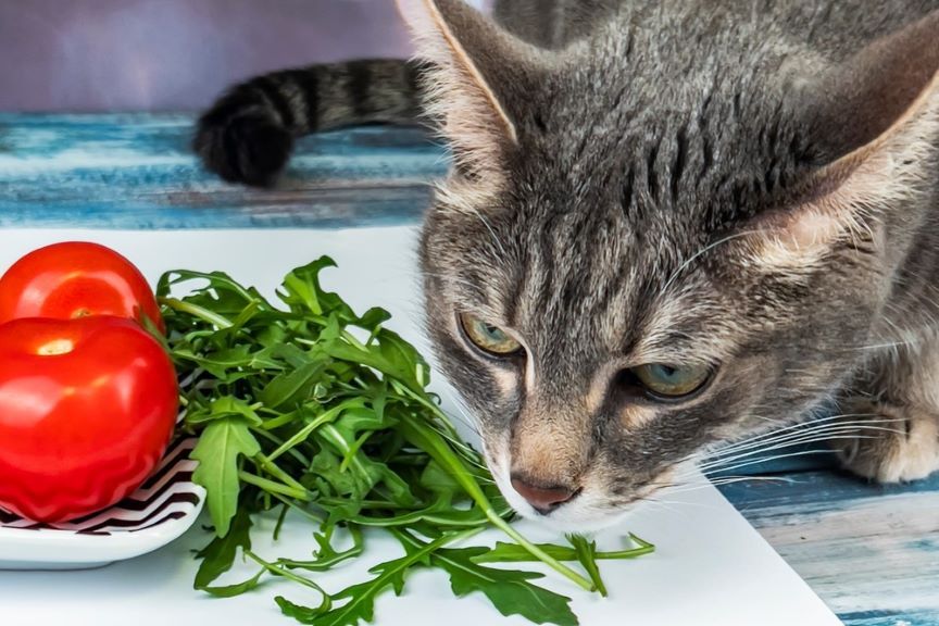 czy koty moga jesc rukole