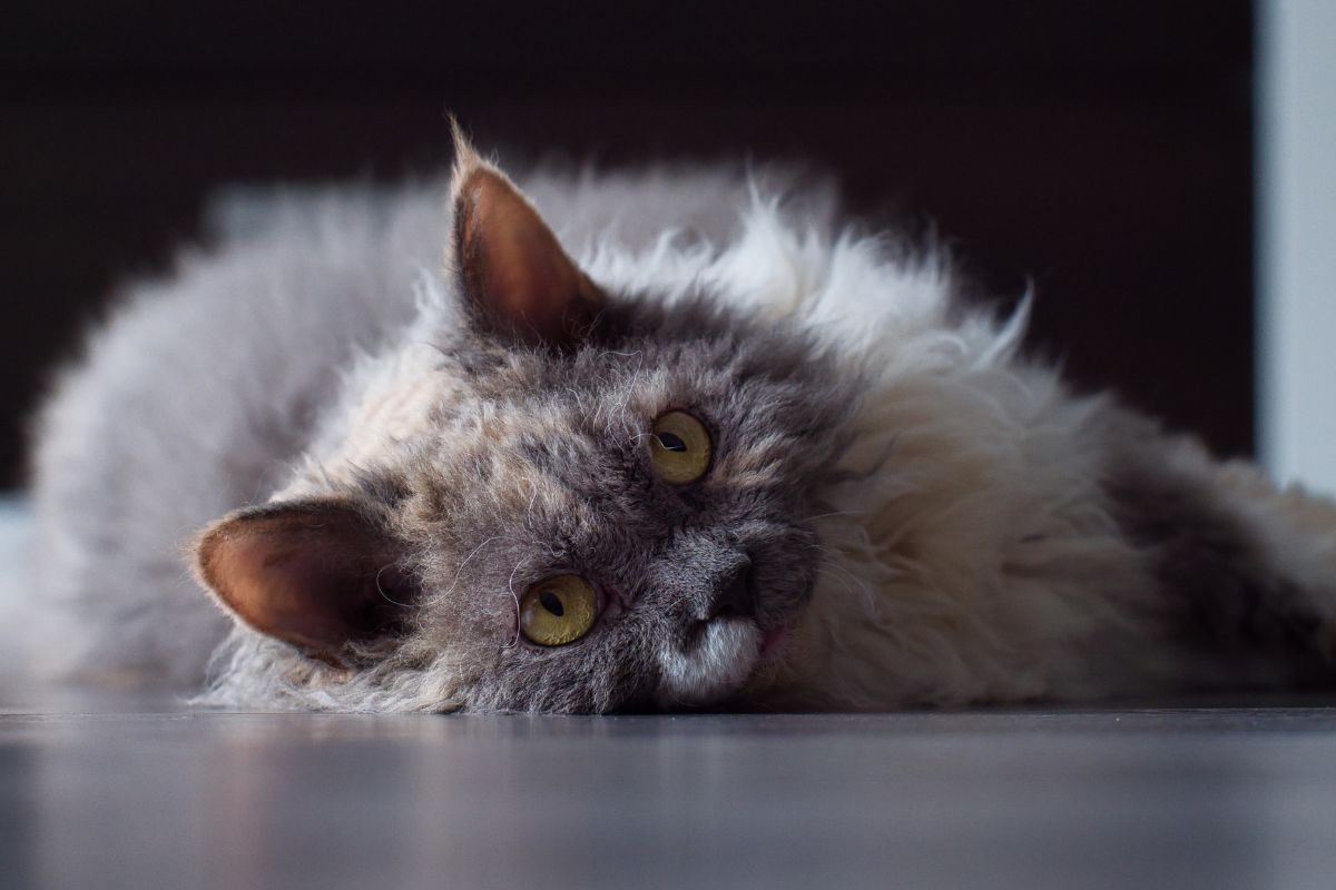 kot selkirk rex