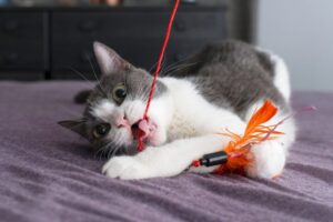 jak wykorzystać czas na zabawę z kotem