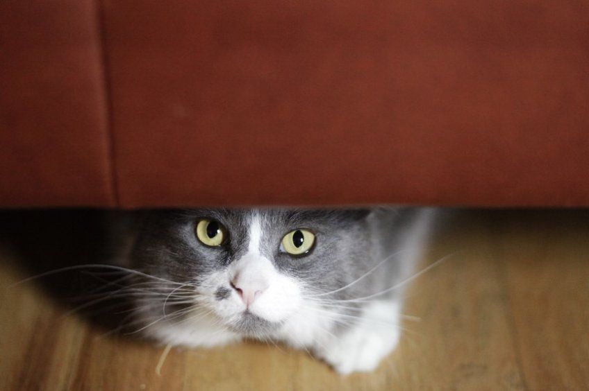 kot chowa się pod kanapą