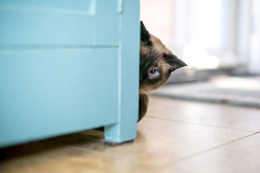 kot poluje z ukrycia