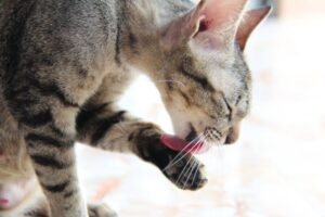 koty lubią się myć