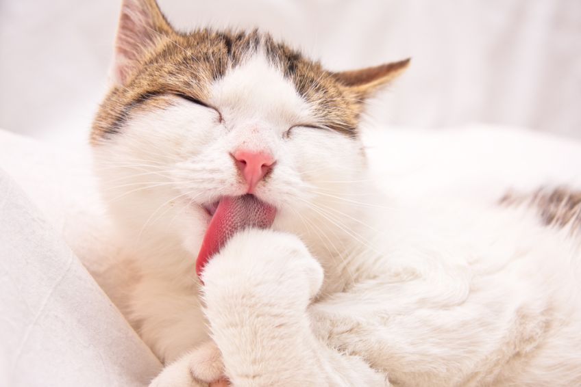 słowa w kocim słowniku