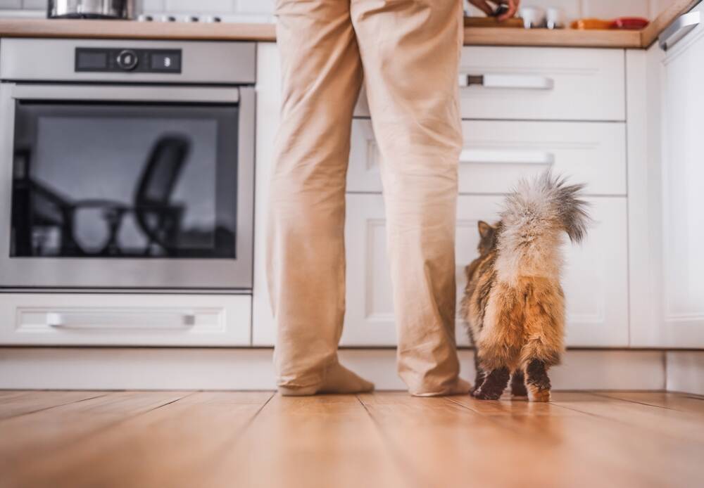 kot się pilnuje (1).jpg