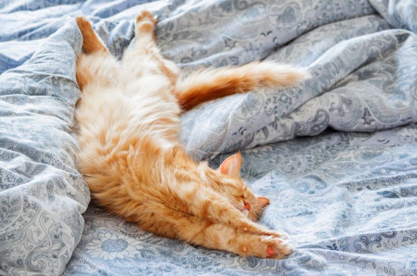 rudy kot przeciąga się na łóżku