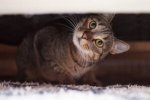 jak przyzwyczaić kota do nowego domu