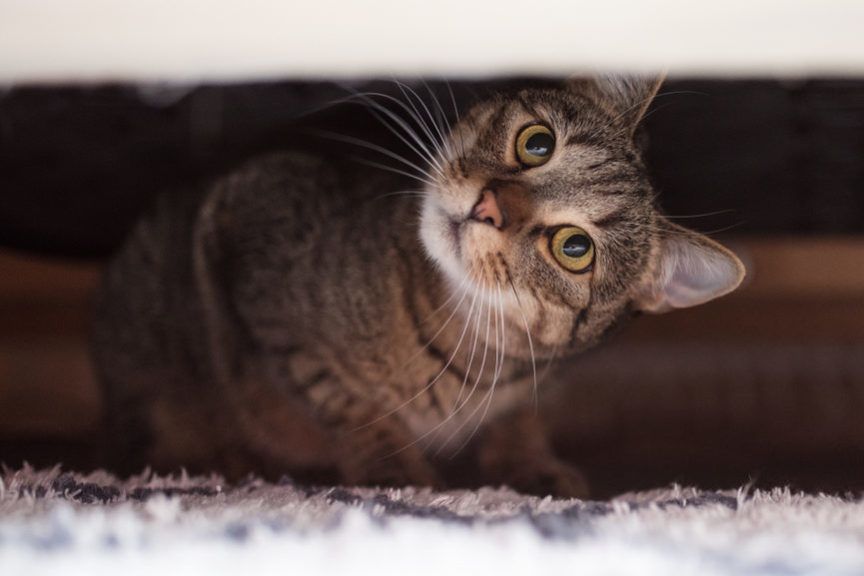 jak przyzwyczaić kota do nowego domu