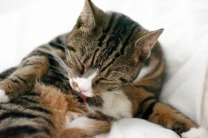 koty wyskubują swoją sierść