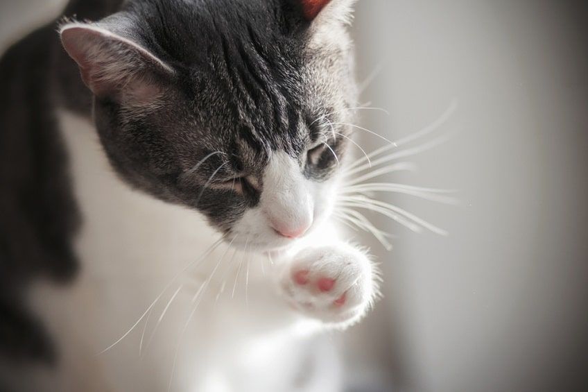 kot sie zatruł-min.jpg