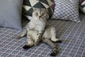 kot siedzi jak człowiek