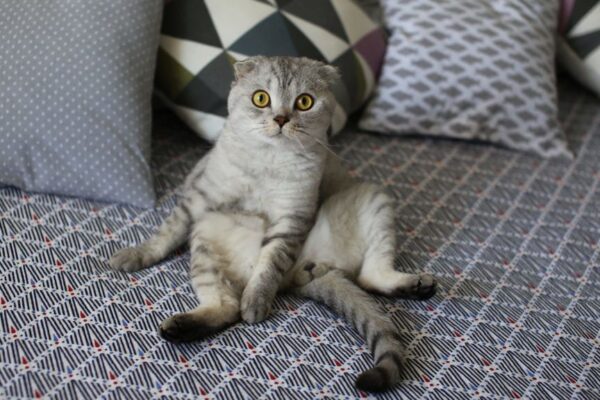 kot siedzi jak człowiek