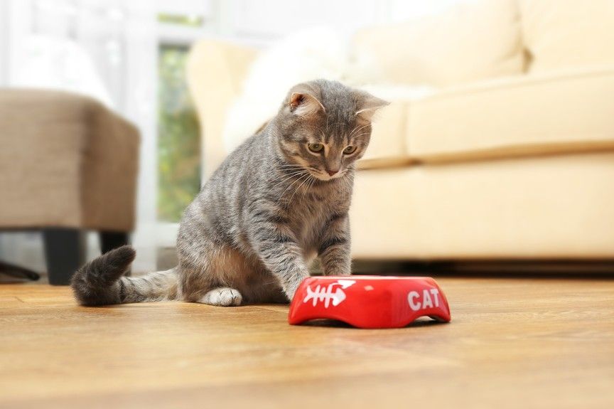 białko w diecie kota