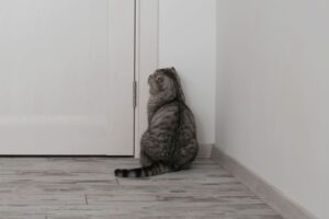 kot siedzi w kącie