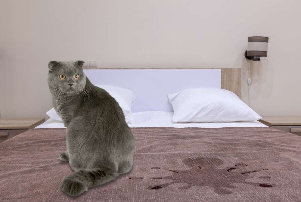 kot sika na łóżko (1).jpg