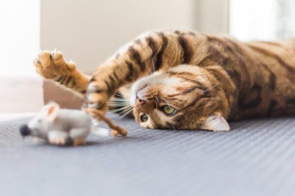 bengal bawi się zabawką