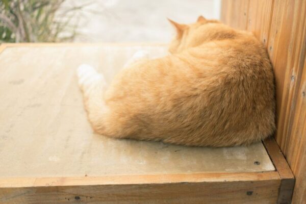 zostawił kota po 10 latach