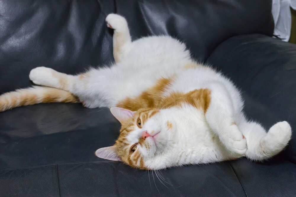 kot śpi świderek (1).jpg