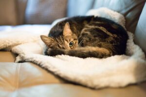 kot śpi z otwartymi oczami