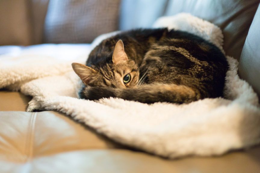 kot śpi z otwartymi oczami