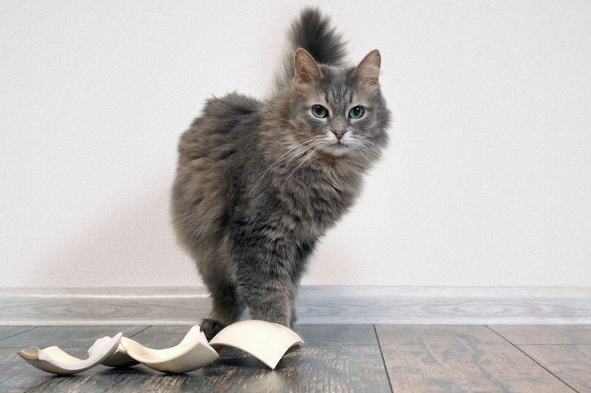 bezpieczeństwo kota