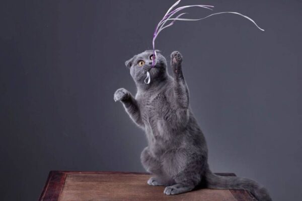 niespodziewane zachowania kota