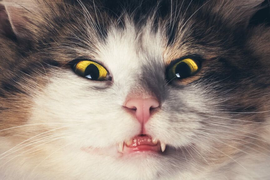 kot jest psychopatą