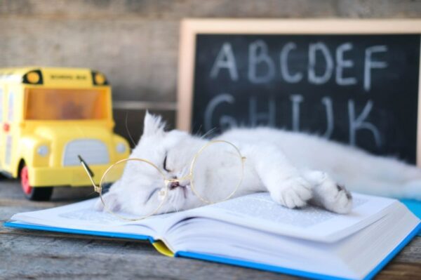 gdyby koty były studentami