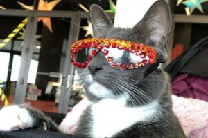 sunglass cat