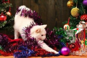 Boże Narodzenie z kotem