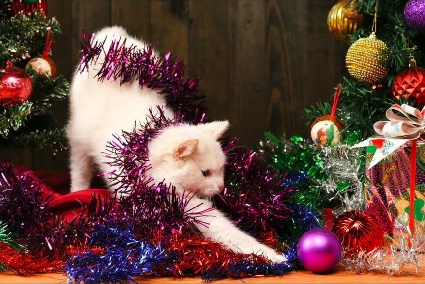 Boże Narodzenie z kotem