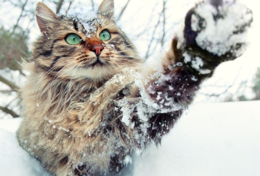 kot syberyjski na śniegu