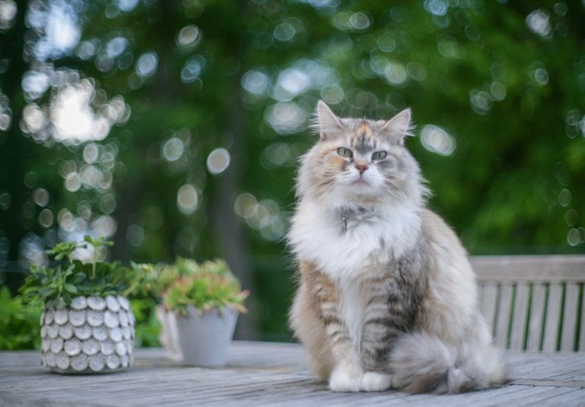kot syberyjski największe koty domowe