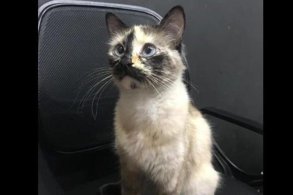 kot uratował dziecko