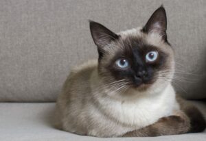 od pięciu lat kłócą się o kota