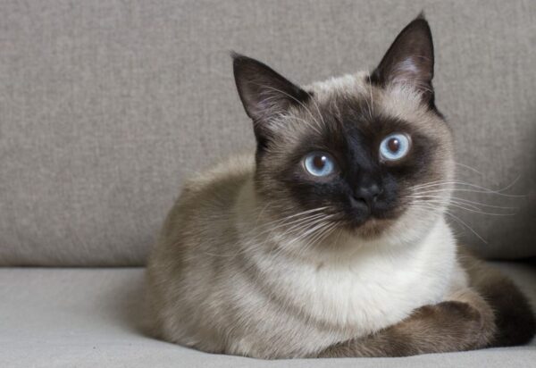 od pięciu lat kłócą się o kota