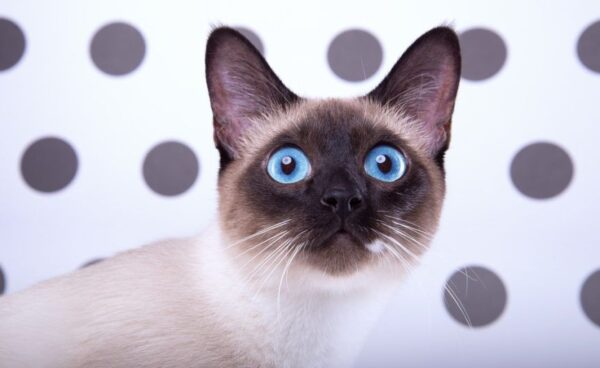 jaki jest kot syjamski