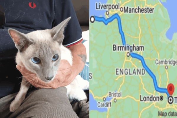 kot syjamski znaleziony.png