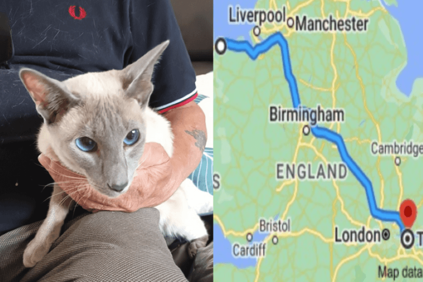 kot syjamski znaleziony.png