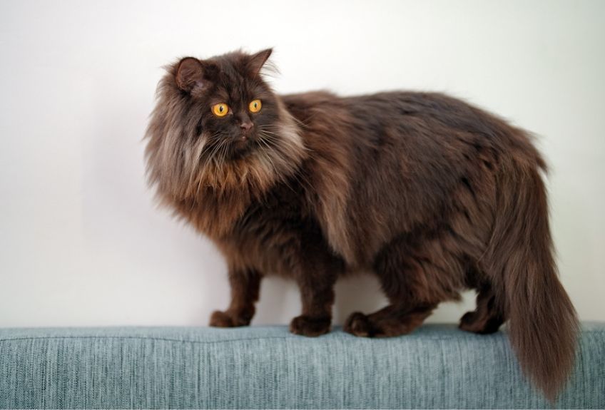 kot szkocki prostouchy długowłosy