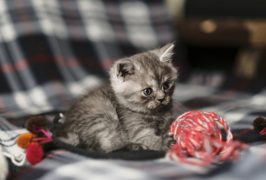 kot szkocki prostouchy - kociak