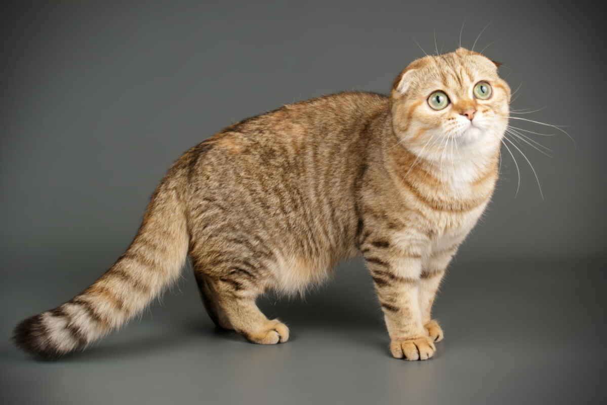 kot szkocki zwisłouchy